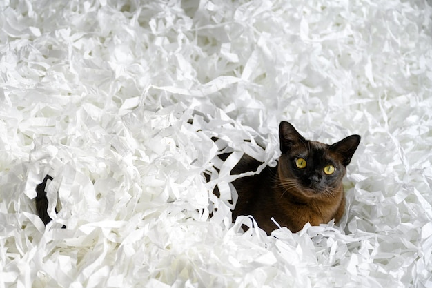 Chat birman couché dans l'emballage de la boîte de remplissage