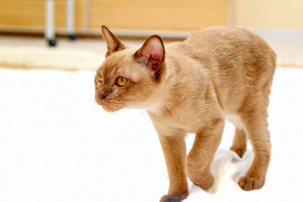 Le chat birman de couleur chocolat, est une race de chat domestique, originaire de Thaïlande, dont on pense qu'elle a ses racines près de l'actuelle Thaï-Birmanie.