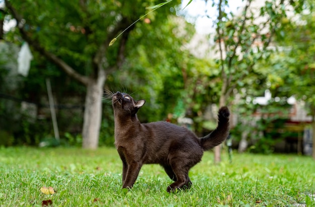 Chat birman drôle marchant à l'extérieur Chat heureux levant les yeux pendant la chasse dans le jardin Vue pleine longueur Concept animaux