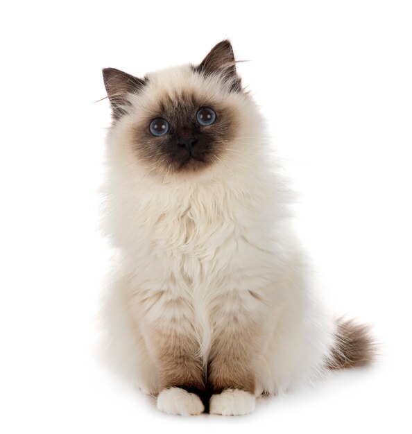 Chat birman isolé sur blanc