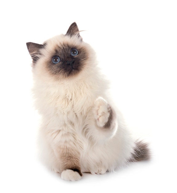 Chat birman isolé sur blanc