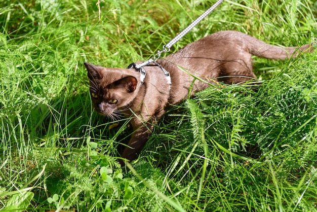 Chat birman avec laisse marchant à l'extérieur du chaton à collier errant aventure en plein air dans le parc