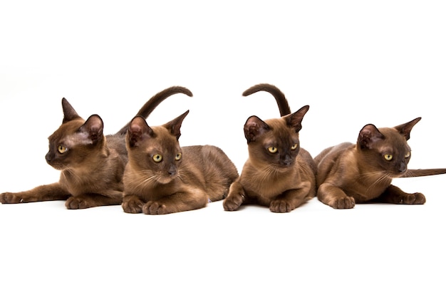 Chat birman. Mignon chaton ludique de couleur chocolat.