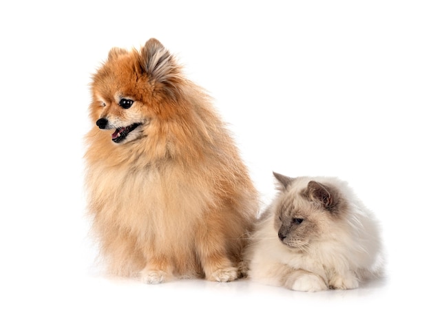 Chat de Birmanie et spitz devant fond blanc