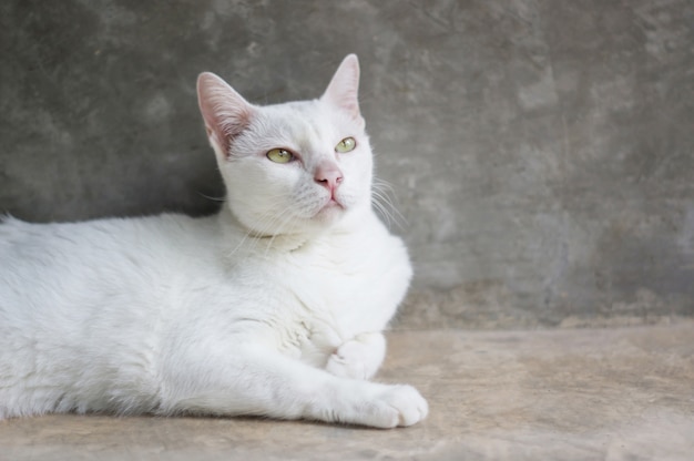 Chat blanc allongé dans la pièce, flou artistique.