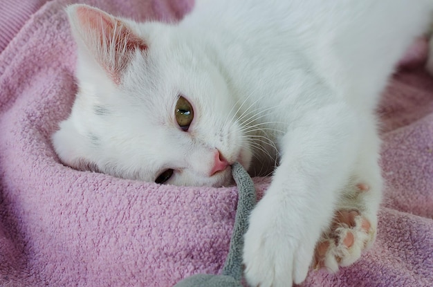 Le chat blanc angora turc est tombé malade