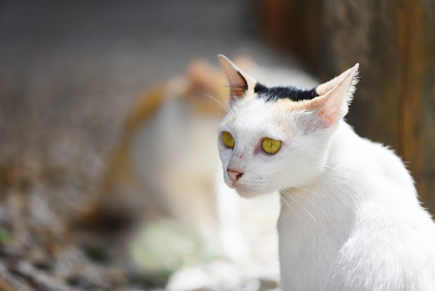 Chat blanc assis aux yeux jaunes