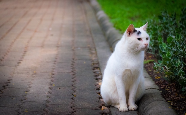 Un chat blanc assis sur le trottoir dans le parc en flare et vignette