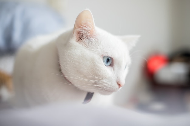 Photo chat blanc aux yeux bleus avec un regard intense