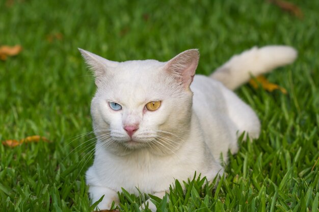 Un chat blanc aux yeux étranges, jaune et bleu s'accroupit sur la pelouse d'herbe verte