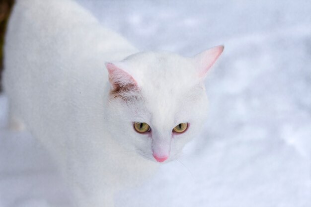 Chat blanc aux yeux jaunes en gros plan sur la neige en hiver