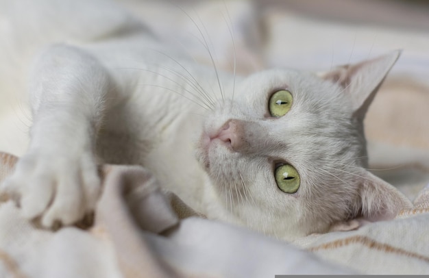 Un chat blanc aux yeux verts se trouve sur le lit