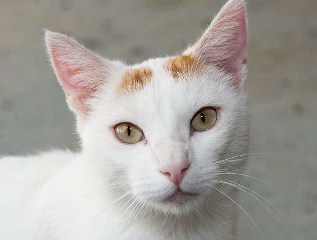 chat blanc aux yeux verts