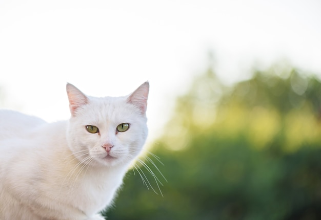 Chat blanc aux yeux verts