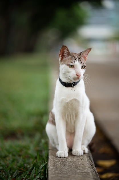 Un chat blanc avec une bande brune se tient sur la route dans le jardin.