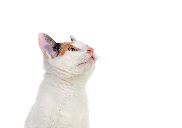 Chat blanc avec de beaux yeux bruns