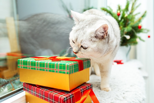 Un chat blanc britannique curieux renifle le coffret cadeau. Décor de Noël et du nouvel an sur le rebord de la fenêtre.