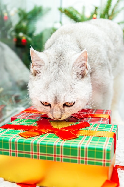 Un chat blanc britannique curieux renifle le coffret cadeau. Décor de Noël et du nouvel an sur le rebord de la fenêtre.