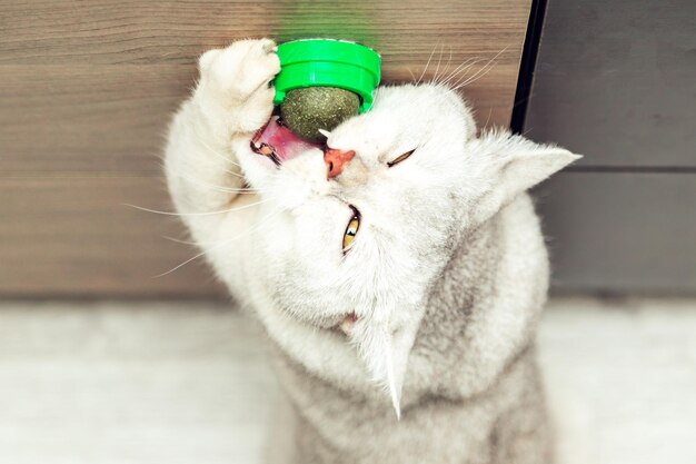 Le chat blanc britannique joue avec une boule