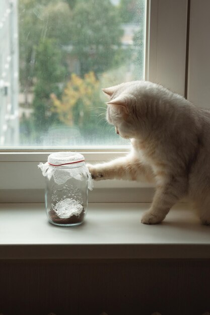 Un chat blanc britannique joue avec un papillon qui vole dans un pot en verre.