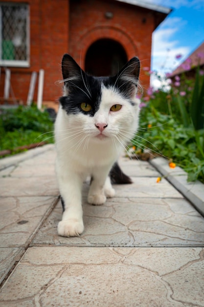 Chat blanc de campagne avec des taches noires. Fermer.