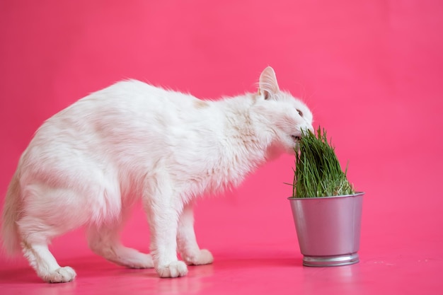 Un chat blanc avec une courte queue rouge mange de l'herbe fraîche à partir d'un pot en acier Kuril bobtail renifle les verts sur fond rose