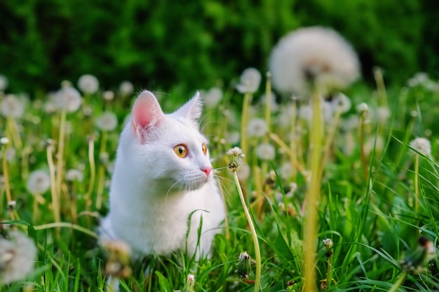 Chat Blanc Curieux Regardant Le Côté Dans Une Pelouse Verte Pleine De Pissenlits