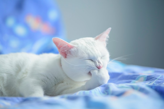 Chat blanc dans le concept sombre de la pièce sombre