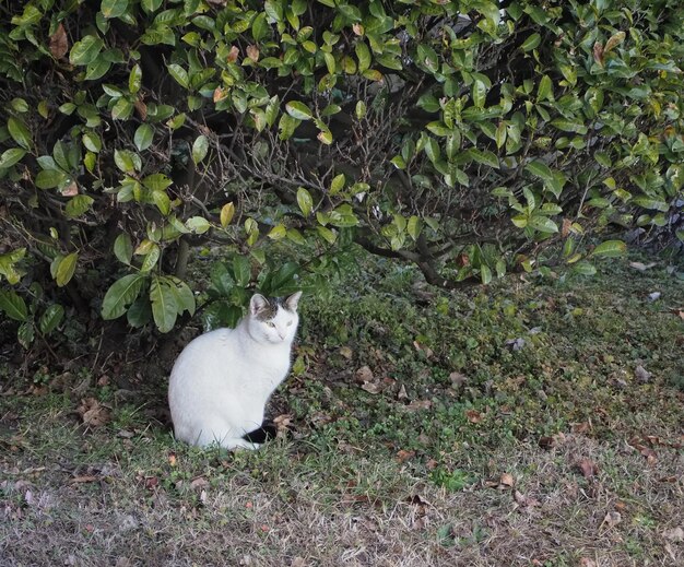 Chat blanc dans l'herbe