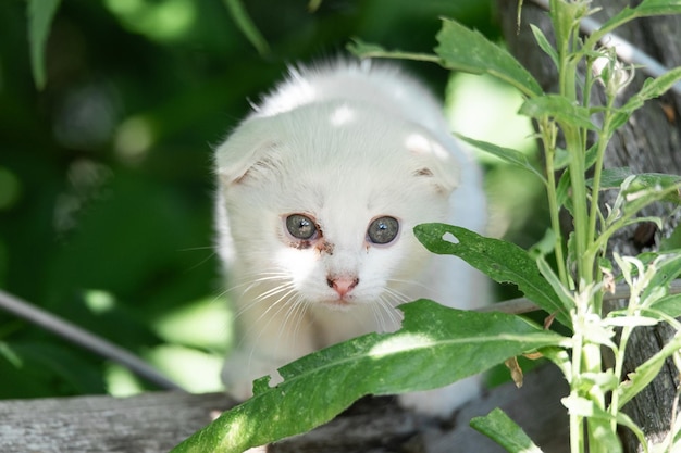 Chat blanc dans l&#39;herbe