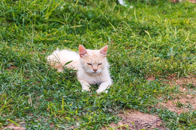 Chat blanc dans le jardin