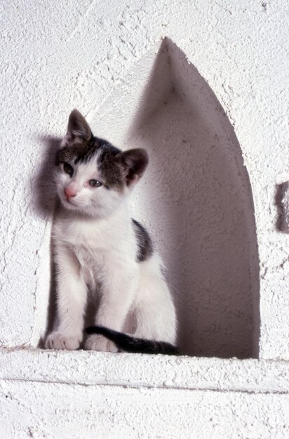 Un chat blanc dans la rue