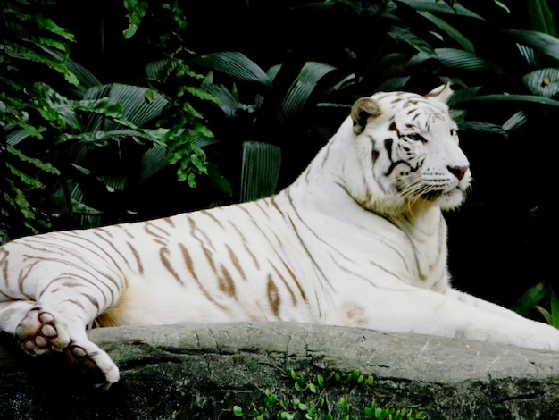 Photo un chat blanc dans un zoo