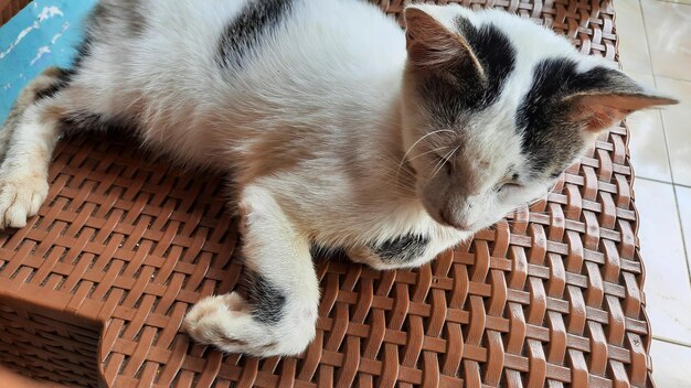 Chat blanc dormant sur une chaise en osier marron 01