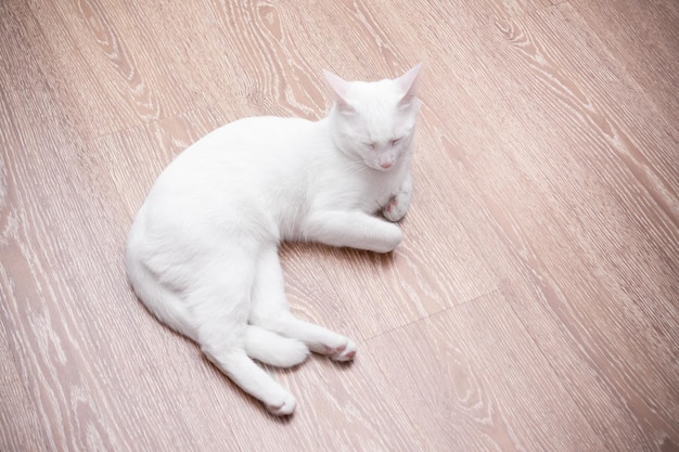 Chat blanc dormant sur un sol stratifié