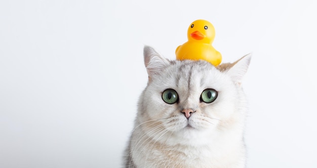 Chat blanc drôle avec un canard en caoutchouc jaune sur sa tête sur un fond blanc