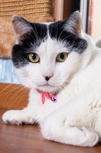 Chat blanc épais avec gros plan portrait papillon rose