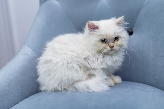 Un chat blanc est allongé sur le canapé