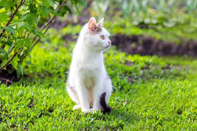 Un chat blanc est assis dans le jardin sur l'herbe par temps ensoleillé