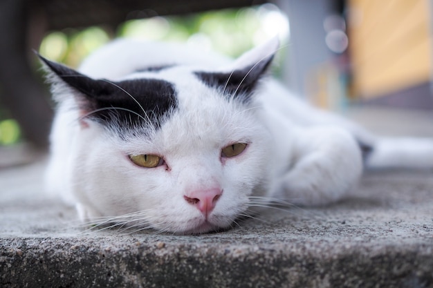 Le chat blanc est fatigué