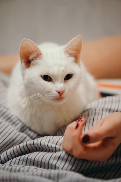 Le Chat Blanc Est Sur Le Lit.