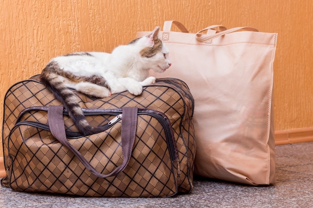 Le chat blanc est sur une valise. En attendant le train à la gare. Passager avec une valise en voyage