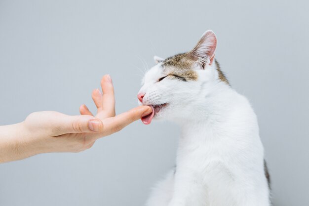 Chat blanc examiné par un vétérinaire sur fond gris