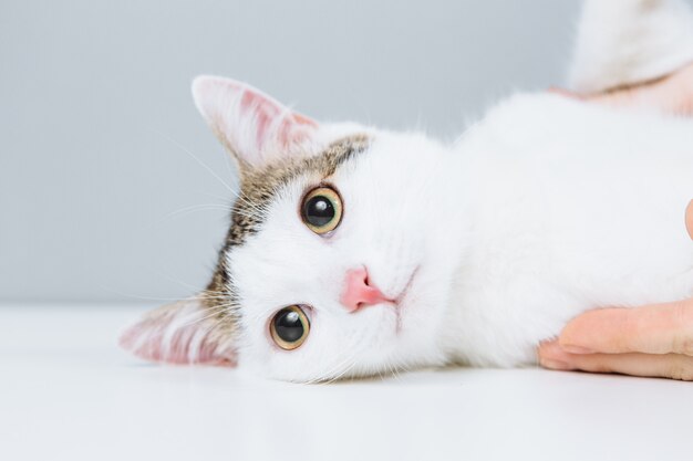 Chat blanc examiné par un vétérinaire