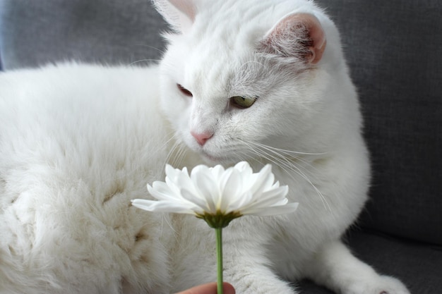 chat blanc sur fond blanc