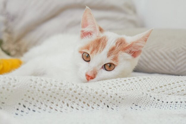 Chat blanc et gingembre 3-4 mois se trouve sur une couverture légère. Chaton avec pied, bandé avec un bandage jaune