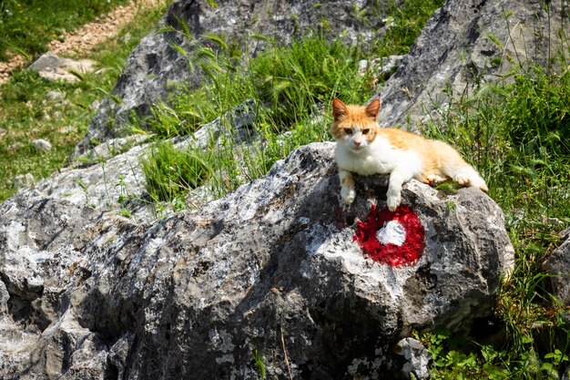 Photo le chat blanc de gingembre se trouve sur une pierre en été