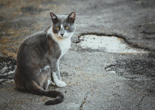 Chat blanc gris assis sur le trottoir