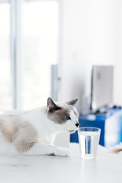 Photo chat blanc gris buvant de l'eau du verre