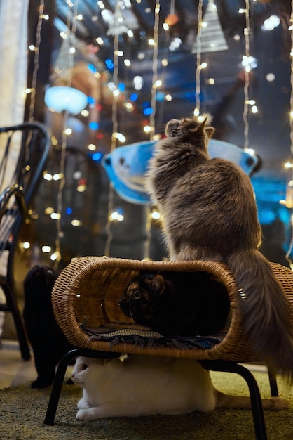 Chat blanc et gris dans la maison du chat au sol regardant vers la droite